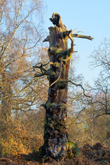 Decaying trunk of an ancient Sherwood Forest oak tree