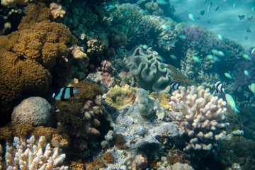 viele verschiedene Korallen im Riff