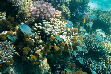 Naklejka na ściany i meble Ausschnitt Korallen Riff mit Barschen von oben