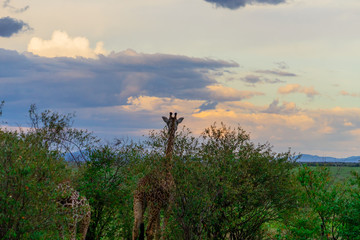 Obraz na płótnie Canvas Wild giraffe in african savannah