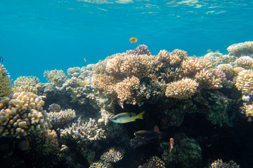 Fototapeta na wymiar Riffkante mit Korallen und Fischen