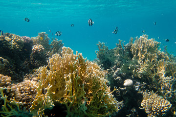 Fototapeta na wymiar Koralle gegen Oberfläche gestellt