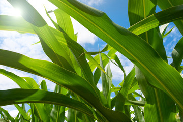 Obraz premium Green leaves of corn in the countryside close-up. Agricultural field.