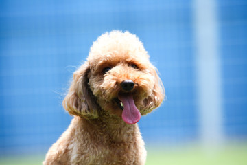 Happy puppies in a private playground