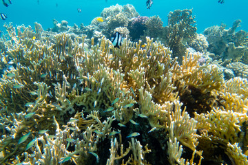 Korallen mit vielen Fischen
