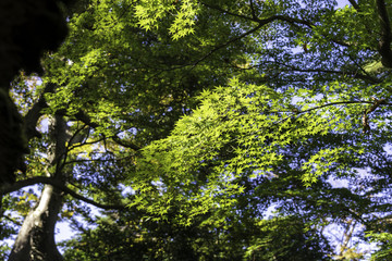 Fototapeta premium 秋の金沢 兼六園