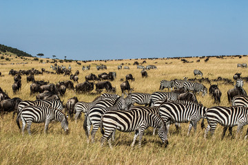 Fototapeta na wymiar Zebras and Wildebeests