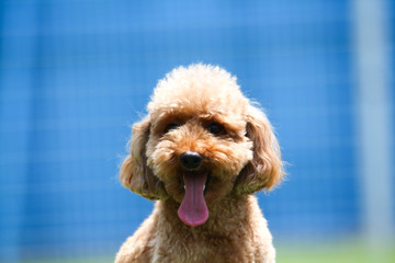 Happy puppies in a private playground