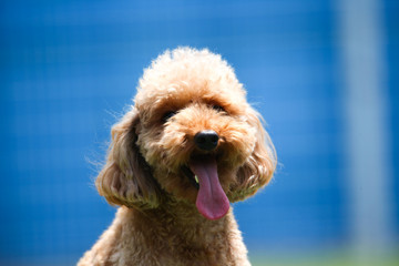 Happy puppies in a private playground
