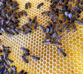 Abstract hexagon structure is honeycomb from bee hive filled with golden honey