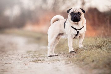 Obraz premium dog in park