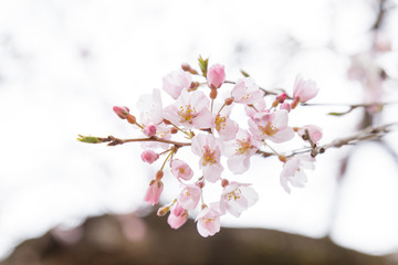 Sakura or Cherry Blossom or Japanese Cherry