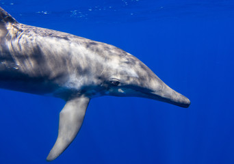 Rough-toothed dolphin of Honduras close to Roatan and Utila