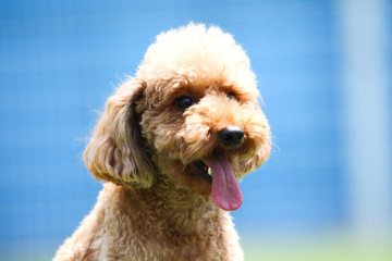 Happy puppies in a private playground