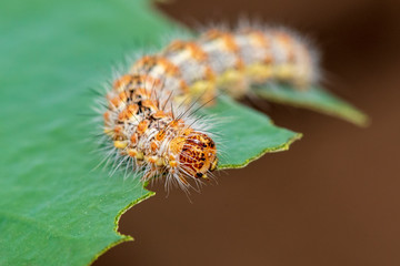 Caterpillar eating leaf on a green leaf.