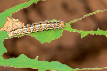 Caterpillar eating leaf on a green leaf.
