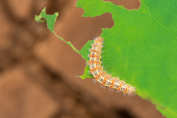 Caterpillar eating leaf on a green leaf.