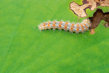 Caterpillar eating leaf on a green leaf.
