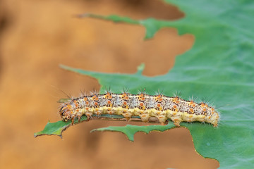 Caterpillar eating leaf on a green leaf.