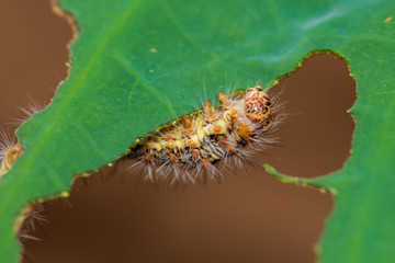 Caterpillar eating leaf on a green leaf.