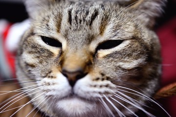 猫のアップ画像