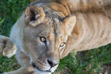 Lion. Close-up of lioness face looking up