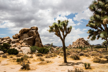 Joshua Tree National Park