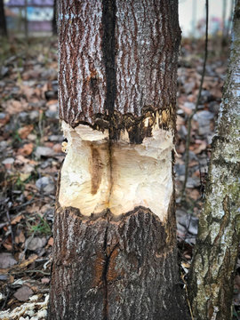 Tree gnawed by beavers near the river. Close up.