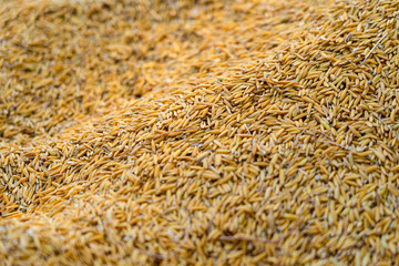 Closeup paddy rice pile, Rice seed grain background