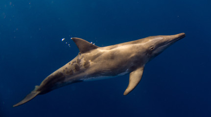 Rough-toothed dolphin of Honduras close to Roatan and Utila © Tobias