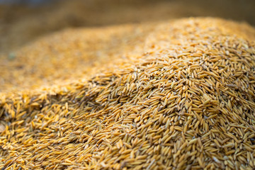 Closeup paddy rice pile, Rice seed grain background