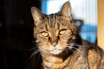 Senior cat looking at camera showing stuffy nose and eye fluid