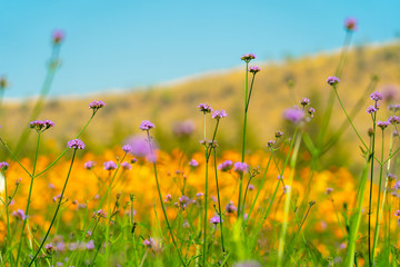 Blooming yellow and purple flower in the field in spring or summer