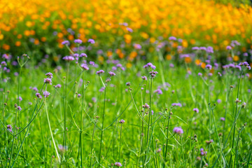 Blooming yellow and purple flower in the field in spring or summer