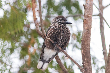 The Spotted nutcracker sitting on the branch