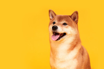 Happy shiba inu dog on yellow. Red-haired Japanese dog smile portrait