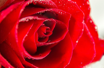 Macro image of dark red rose with water droplets. Romantic background.
