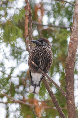 The Spotted nutcracker sitting on the branch