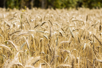 Spikelets of wheat, field, autumn harvest
