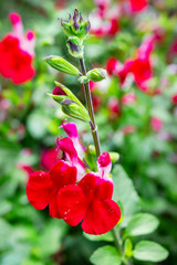 A banch of Salvia 'Hot Lips' flower, Salvia microphylla - close-up