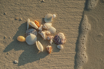 corals and shells lying on white sand beach, salvage corals, underwater life in the maldives