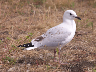 Seagull