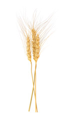 Fototapeta premium Ear of barley on white background
