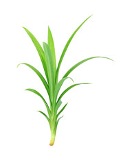 Fresh Pandan leaves on white background