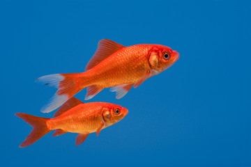 Fototapeta premium Two swimming goldfish on a blue background