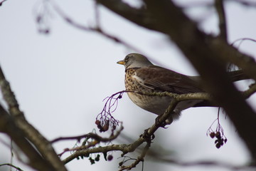 Ptak Drozdzik ,Drozdzik ,ptak zimujący , dzikie ptaki w styczniu © LBanacki