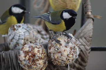 Fototapeta Ptak Sikora ,Sikora Bogatka ,ptaki w styczniu ,dokarmianie ptaków ,dziki ptak obraz