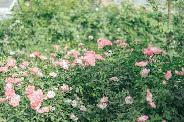 Beautiful pink roses flower in the garden