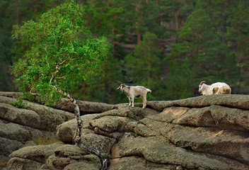 Kazakhstan. Free-grazing goats in the natural mountain Park Bayanaul.