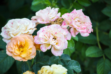 Naklejka na ściany i meble Beautiful roses flower in the garden